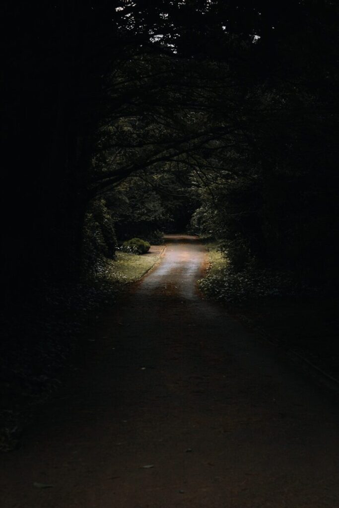 A road in the middle of a dark forest